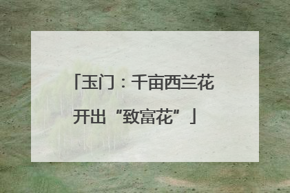 玉门：千亩西兰花开出“致富花”