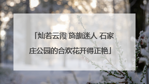 灿若云霞 旖旎迷人 石家庄公园的合欢花开得正艳