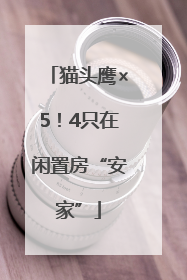 猫头鹰×5！4只在闲置房“安家”