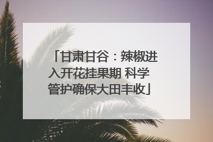 甘肃甘谷：辣椒进入开花挂果期 科学管护确保大田丰收