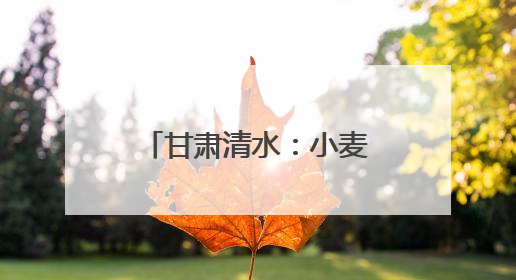 甘肃清水：小麦管理正当时 守护粮“芯”绘丰景