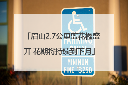 眉山2.7公里蓝花楹盛开 花期将持续到下月