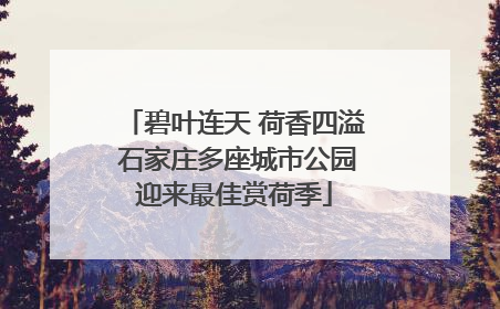 碧叶连天 荷香四溢 石家庄多座城市公园迎来最佳赏荷季