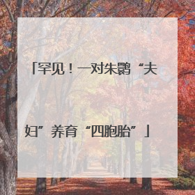 罕见！一对朱鹮“夫妇”养育“四胞胎”