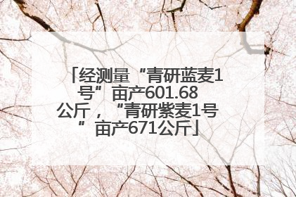 经测量“青研蓝麦1号”亩产601.68公斤，“青研紫麦1号”亩产671公斤