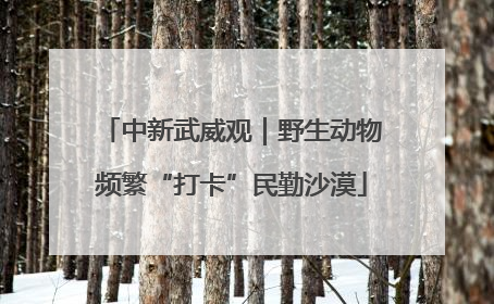 中新武威观｜野生动物频繁“打卡”民勤沙漠