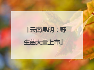 云南昆明：野生菌大量上市