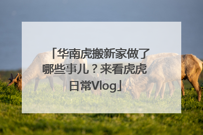 华南虎搬新家做了哪些事儿？来看虎虎日常Vlog