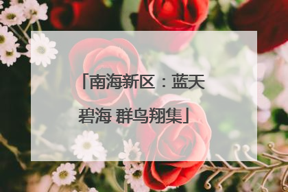 南海新区：蓝天碧海 群鸟翔集