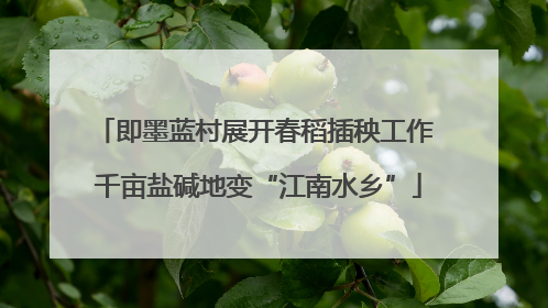 即墨蓝村展开春稻插秧工作 千亩盐碱地变“江南水乡”