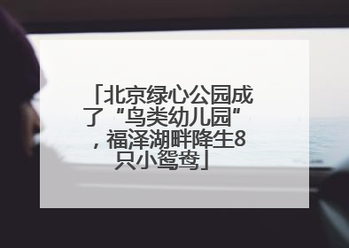 北京绿心公园成了“鸟类幼儿园”，福泽湖畔降生8只小鸳鸯