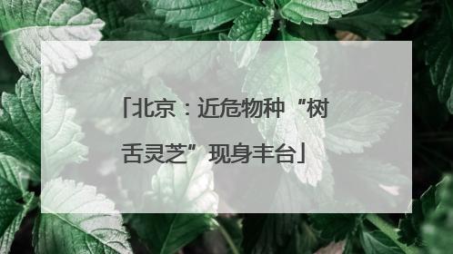 北京：近危物种“树舌灵芝”现身丰台