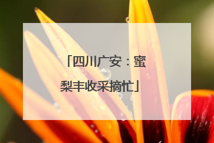 四川广安：蜜梨丰收采摘忙