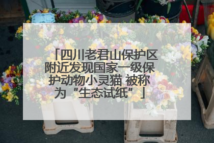 四川老君山保护区附近发现国家一级保护动物小灵猫 被称为“生态试纸”