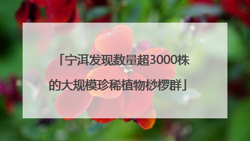 宁洱发现数量超3000株的大规模珍稀植物桫椤群