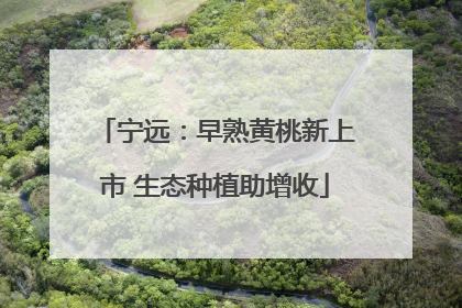 宁远：早熟黄桃新上市 生态种植助增收