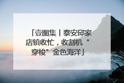 壹图集丨泰安邱家店镇收忙，收割机“穿梭”金色海洋