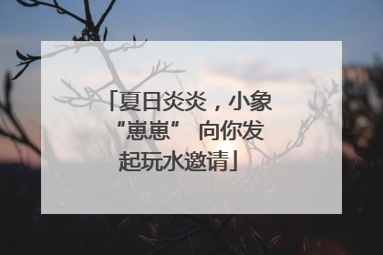 夏日炎炎，小象“崽崽” 向你发起玩水邀请