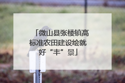 微山县张楼镇高标准农田建设绘就好“丰”景