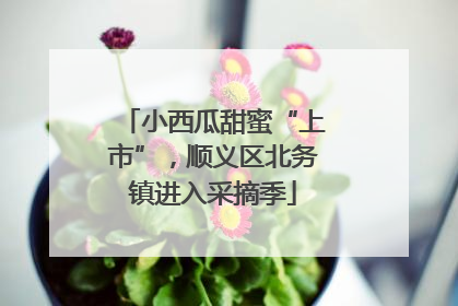 小西瓜甜蜜“上市”，顺义区北务镇进入采摘季