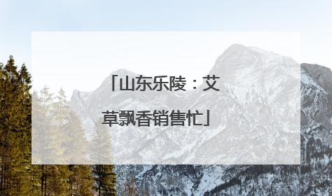 山东乐陵：艾草飘香销售忙