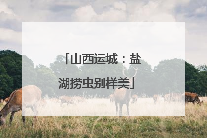 山西运城：盐湖捞虫别样美