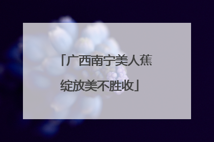 广西南宁美人蕉绽放美不胜收