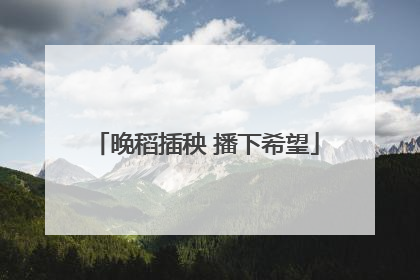 晚稻插秧 播下希望