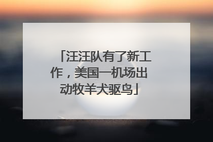 汪汪队有了新工作，美国一机场出动牧羊犬驱鸟