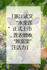 浙江武义：“水果莲”正式上市，莲农增收“致富果”注活力
