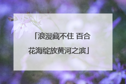 浪漫藏不住 百合花海绽放黄河之滨