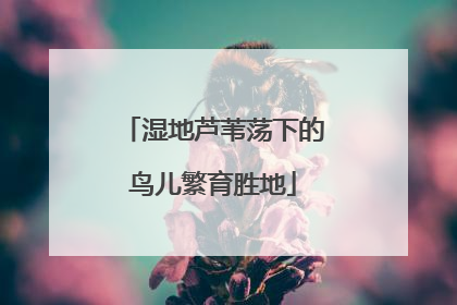 湿地芦苇荡下的鸟儿繁育胜地