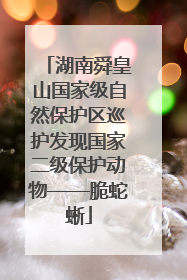 湖南舜皇山国家级自然保护区巡护发现国家二级保护动物——脆蛇蜥