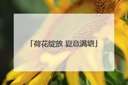 荷花绽放 夏意满塘