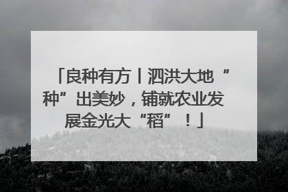 良种有方丨泗洪大地“种”出美妙，铺就农业发展金光大“稻”！