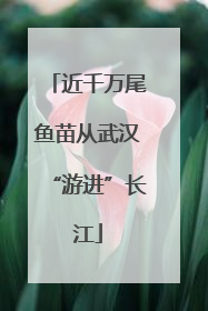 近千万尾鱼苗从武汉“游进”长江