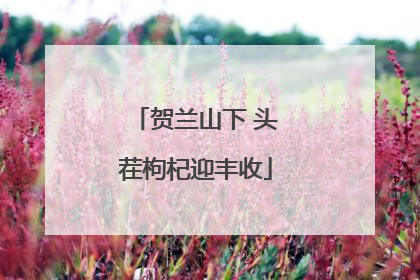 贺兰山下 头茬枸杞迎丰收