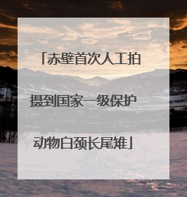赤壁首次人工拍摄到国家一级保护动物白颈长尾雉
