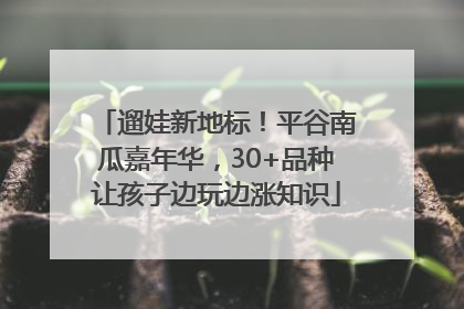 遛娃新地标！平谷南瓜嘉年华，30+品种让孩子边玩边涨知识