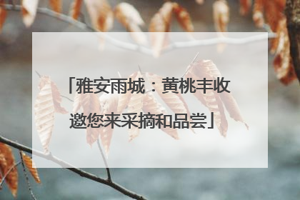 雅安雨城：黄桃丰收 邀您来采摘和品尝