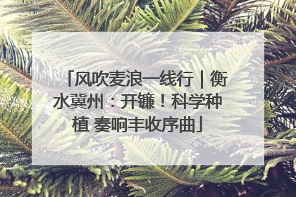 风吹麦浪一线行｜衡水冀州：开镰！科学种植 奏响丰收序曲