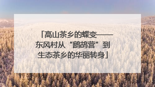 高山茶乡的蝶变——东风村从“鹧鸪营”到生态茶乡的华丽转身