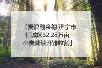 麦浪翻金穗 济宁市任城区32.28万亩小麦陆续开镰收割