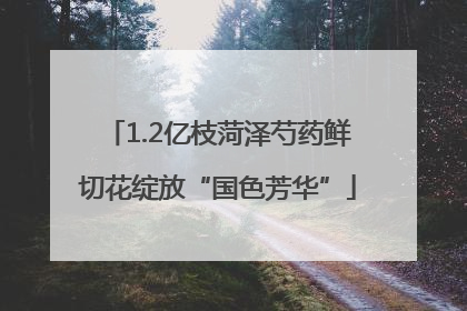 1.2亿枝菏泽芍药鲜切花绽放“国色芳华”