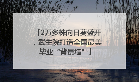 2万多株向日葵盛开，武生院打造全国最美毕业“背景墙”